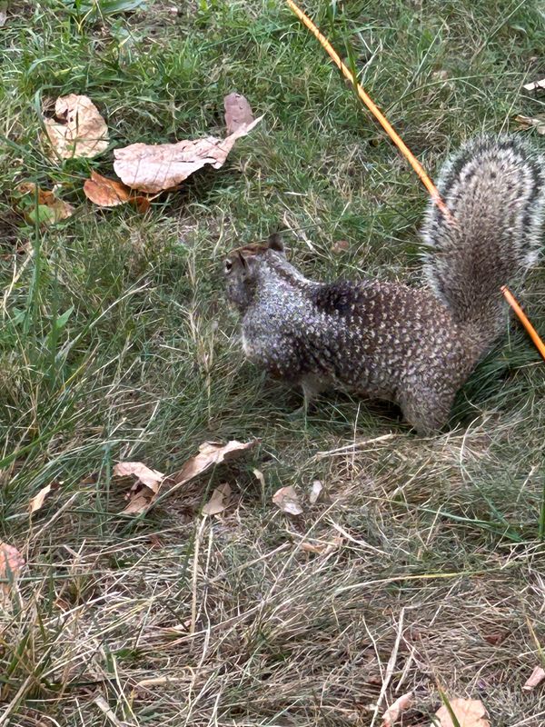 Park squirrel at Rooster Rock
